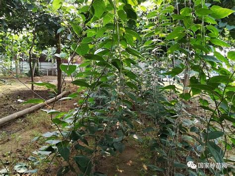 软枣猕猴桃种植注意事项，需注意这五点 - 农敢网