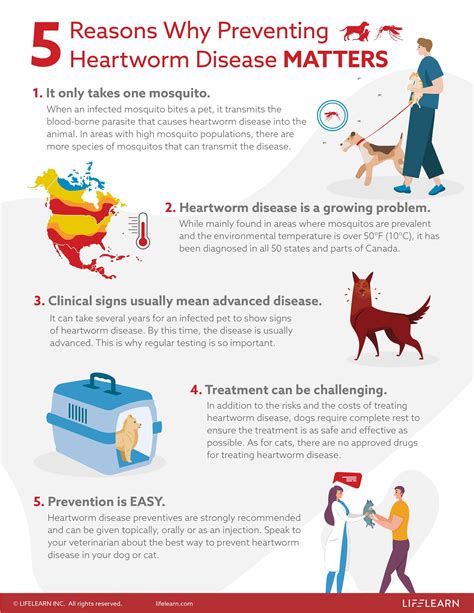 What Prevents Heartworms In Dogs