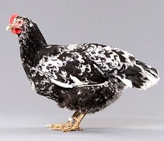 Java Chicken Breed Information | Poultry Care Sunday
