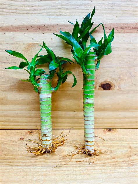 Lucky Lotus Bamboo One 8” & One 6” Stem – Houseplants New York LLC ...