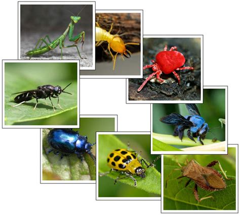 Image result for Insect Sorting