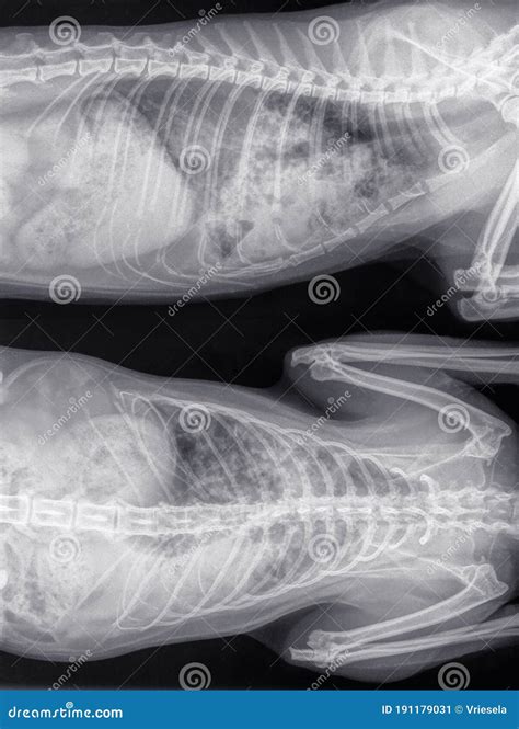 X-ray of a Cat with Advanced Asthma with Pneumonia, Extensive Bronchial ...