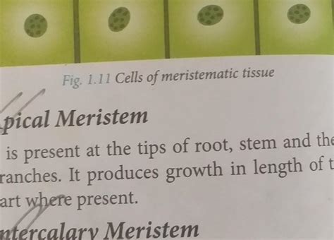 17. Which of the following statement regarding apical meristem is ...
