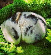 Image result for baby bunny sleeping