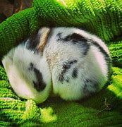 Image result for Bunny Sleep
