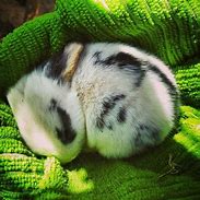 Image result for Sleeping Baby Bunny Rabbit