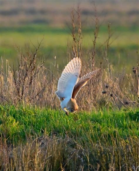 Diving Barn Owl! 🦉 : r/Owls