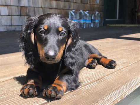 Are Dog Breed Names Capitalized