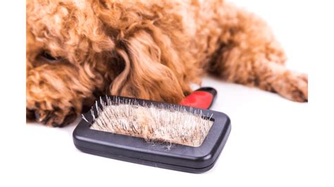 Best Dog Brush For Groodle at Peggy Rios blog