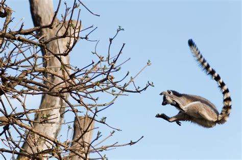 Types Of Lemurs
