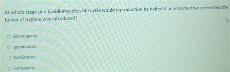 Solved: At which stage of a basidiomycete's life cycle would ...