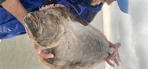 Wild Caught Flounder In Spanish at Joy Lyons blog