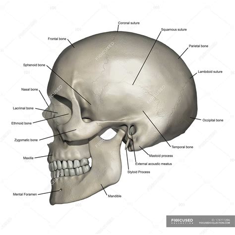 Lateral view of human skull anatomy with annotations — side view, three ...