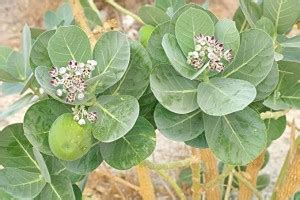 Dream mall Safed Aak Plant Price in India - Buy Dream mall Safed Aak ...