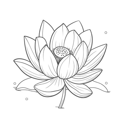 Lotus Flower Drawing Outline