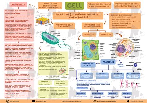 Cell unit of life - Short easy summert of cell - NUCLEUS ...