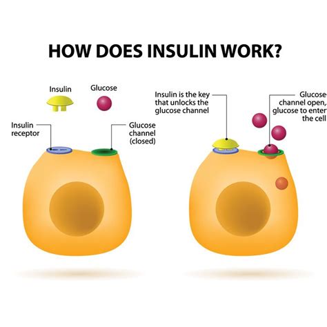 Image result for Insulin Management Algorithm