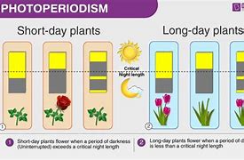 Image result for vernalisation