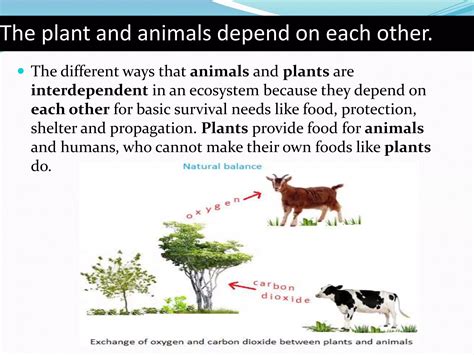 The Surprising Ways Plants Depend On Humans For Survival