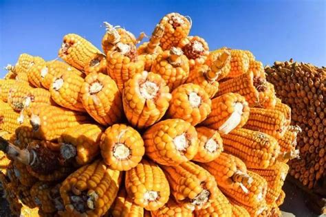 没有任何压力 今日主产区小麦、玉米收购价格继续上涨__财经头条