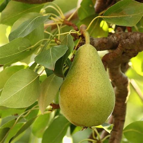 Buy Pear (Nashpati) Grafted Fruit Live Plant Online | Juicy & Sweet ...