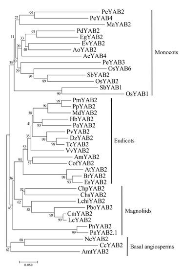Plants | Special Issue : Plant Molecular Phylogenetics and Evolutionary ...