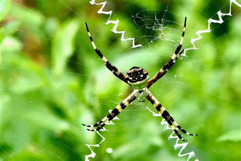 Is The Silver Garden Spider Poisonous | Fasci Garden