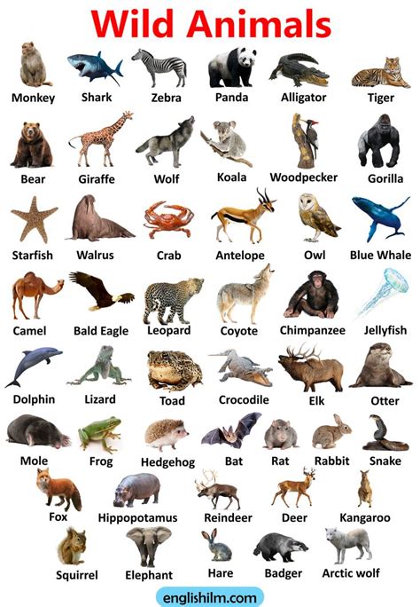 6 animals
