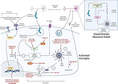 Frontiers | Targeting the inflammasome in Parkinson’s disease - mechanism of parkinson's disease