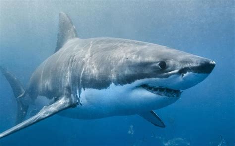 【Freeschool频道】关于鲨鱼 all about sharks_哔哩哔哩_bilibili