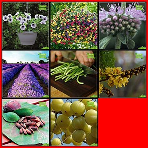 Creative Farmer Garden Seeds Combo Herb Seeds & Flower Seeds : Petunia ...