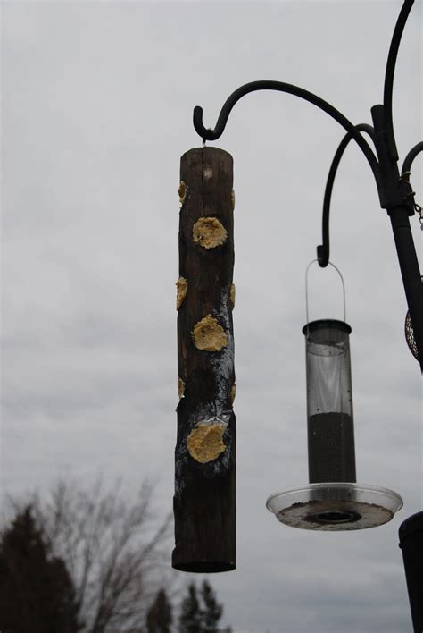 How to Make a Woodpecker Suet Feeder