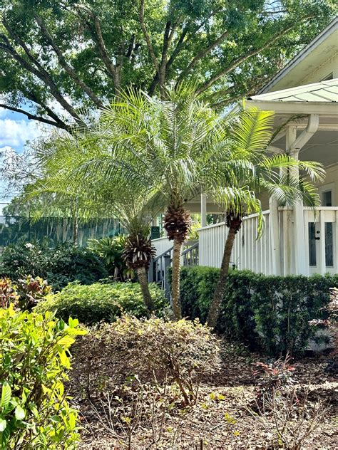 Roebelenii Palm | Plant Guide - Central Florida Plant Guide