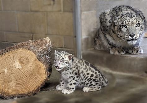 Cute Snow Leopards Cubs