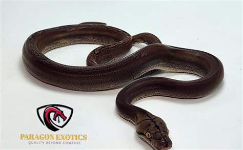 Image result for Mocha Marble Reticulated Python