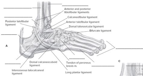 Image result for Toe Lateral View