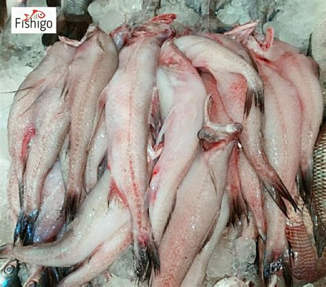 Buy Lottey Maach ( Bombay Duck ) Price Per Kg On Gross Weight online ...