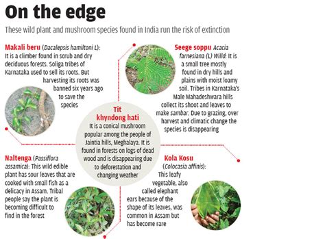 Indigenous people in India and the web of indifference