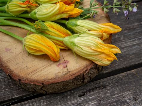 Cooking With Squash Flowers: Tips For Harvesting Squash Flowers