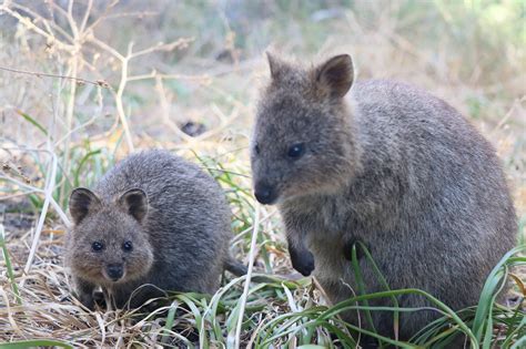 There are never enough quokkas in your life : r/perth