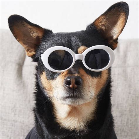 Sunglasses Wearing Dog at Lara Bunton blog