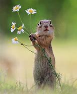 Image result for Funny Animals Spring Flower