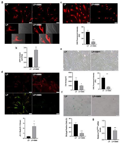 Nicotinamide Mononucleotide Supplementation Improves Mitochondrial ...
