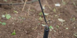 Understanding the Concept of Drip Fertigation in Coconut Farms