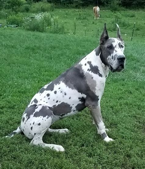 Great Dane Colors