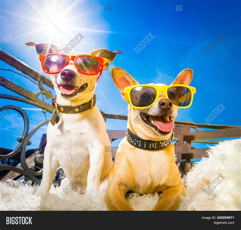 Couple Dogs Sunglasses Image & Photo (Free Trial) | Bigstock