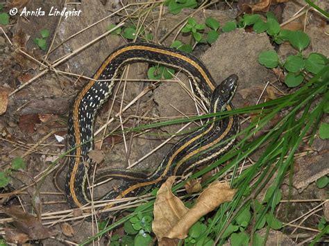 Take a peek at garter snakes