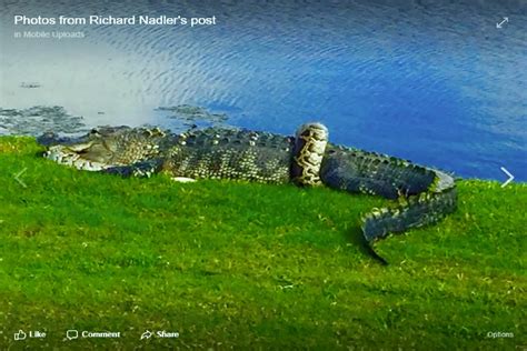 Image result for Who Would Win Alligator vs Python