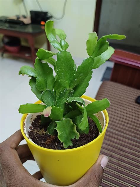 Ugaoo Christmas Cactus Plant With Self Watering Pot : Amazon.in: Garden ...