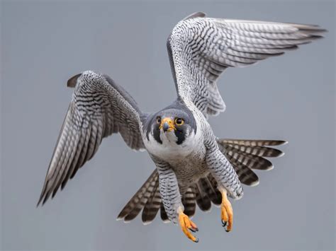 The Fastest Birds in the World: Speed in the Skies and on… | Birdfact